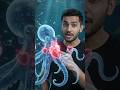 Kya octopus ka 3 heart hotay hay ?🤔 #youtubeshorts #lifeisbutadream #didyouknow #facts #octopus