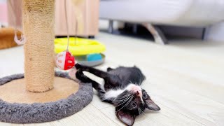 Little Kitten ORio Very Busy, Because He Is like To play Toy s….