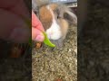 Rabbits🐰#rabbit #bunny #bunnies #rabbitlife #cute #rabbitlove #pet #bunnylife #love #pets #animals