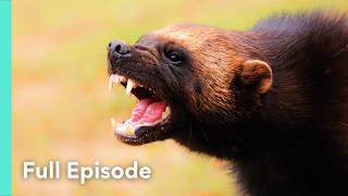 The Deadliest Weapons in the Animal Kingdom | Battle of the Alphas 201
