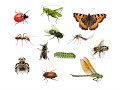 Анимированная GIF видео   «Разнообразие насекомых. Удивительные насекомые  » 1класс