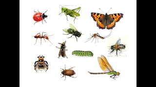 Анимированная GIF видео   «Разнообразие насекомых. Удивительные насекомые  » 1класс