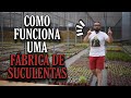 O SEGREDO dos grandes produtores de SUCULENTAS