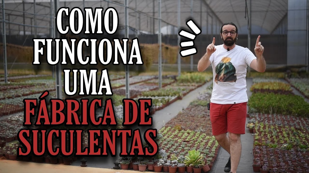 O SEGREDO dos grandes produtores de SUCULENTAS