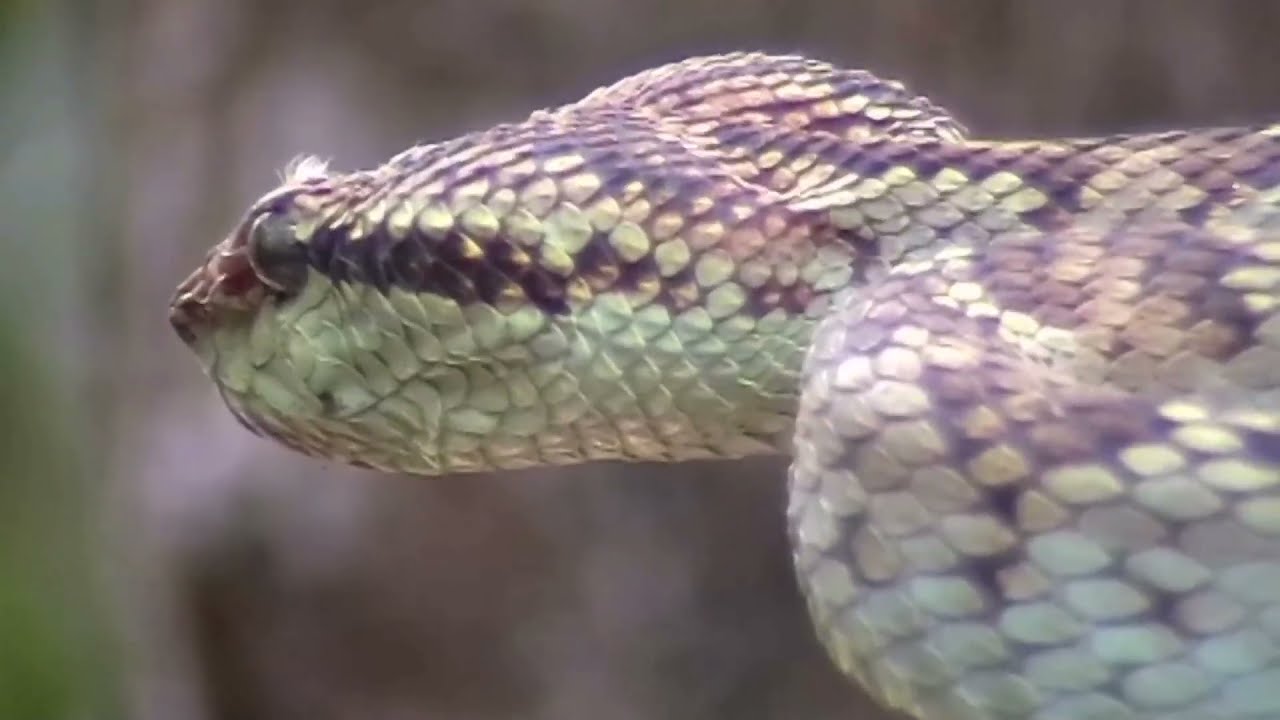 5 dangerous creatures to look out for in the UAE(United Arab emirates)