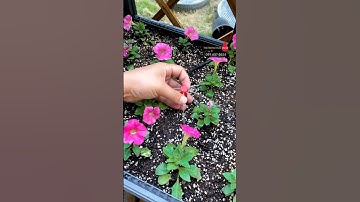 Béc tưới nhỏ giọt 8 tia que cắm liền thân dễ lắp giá rẻ #becnhogiot