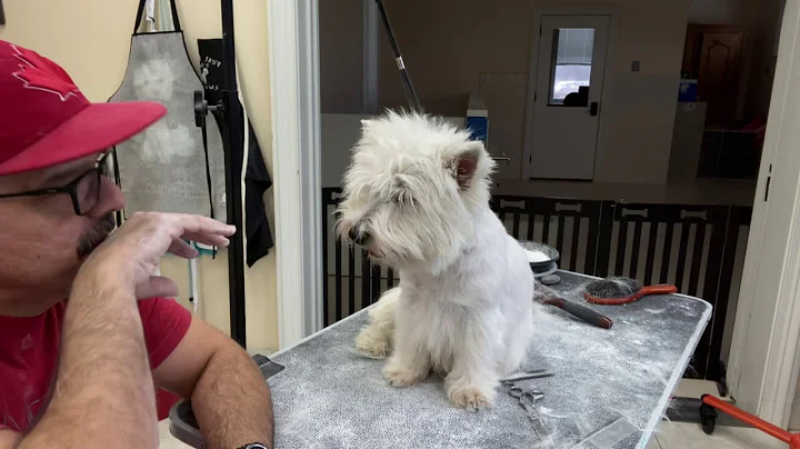 Maintenance Westie Grooming Final