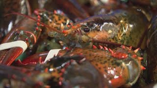 Island Institute gets $1.4M for program to aid Maine's lobstering industry