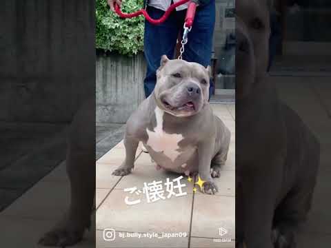 アメリカンブリーのコロちゃんご懐妊✨