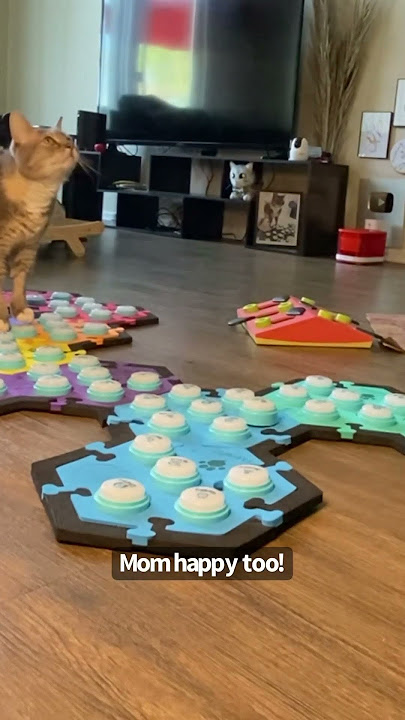 When your cat is happy to see you | BilliSpeaks