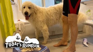 ルンルン初めてのおうちシャンプーをする　Great Pyrenees　グレートピレニーズ