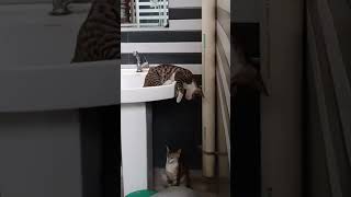 cat hui naaraj #cat #animal