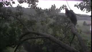 Decorah eaglets First Full Day of branching