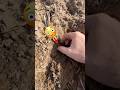 Бывает и такое! #золото #metaldetecting #shortvideo #коп #поиск #metaldetector #клад #монеты #coin