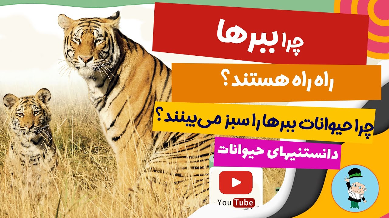 همه چیز درباره ببر - چرا ببرها راه راه هستند؟ دنیای شگفت انگیز ببرها ...