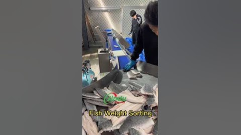 Fish Fillet weight grading sorting machine seafood #machine #fish #equipment #seafood #weighing