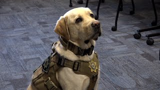 K-9 Cache helps DCSO track and find electronic devices