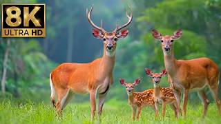 Incredible Wildlife In Stunning 8k  Scenic 8k Discovery