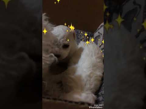 Video: Bichon Frisé šunų Veislė Hipoalerginė, Sveikatos Ir Gyvenimo Trukmė