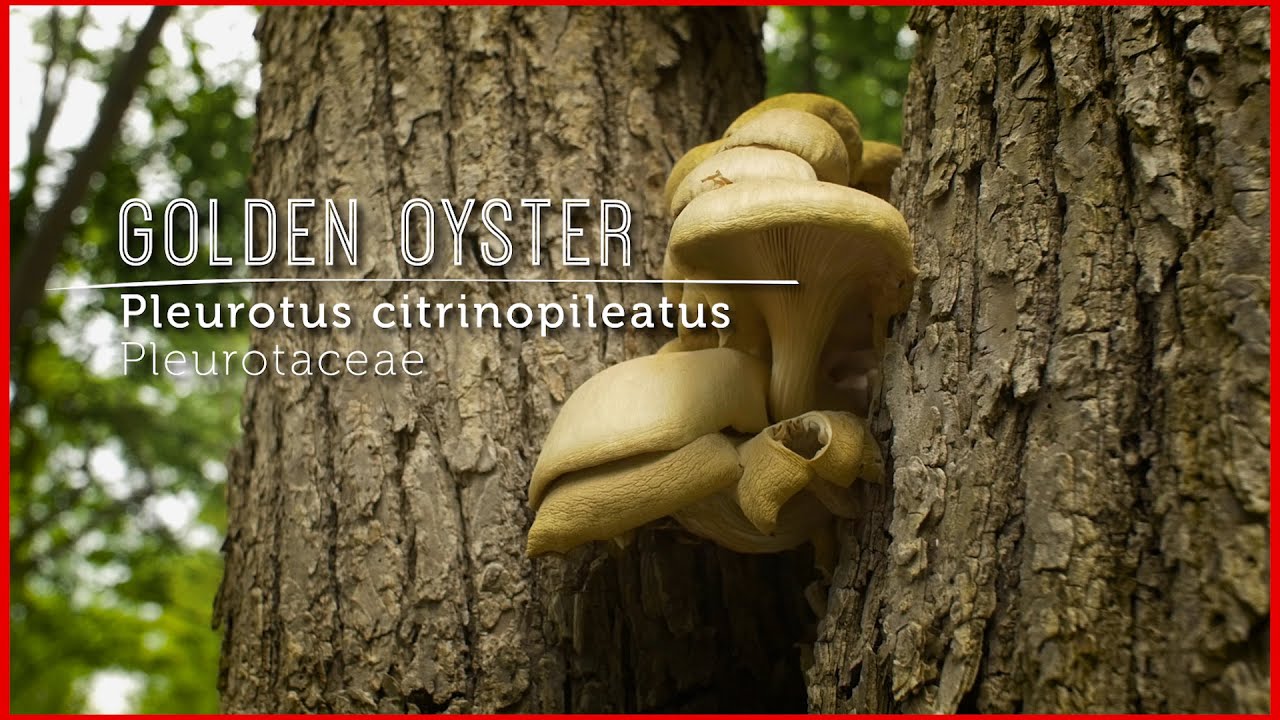 Meet GOLDEN OYSTER Mushroom: Wild Gourmet EXOTIC (New Video Lesson)
