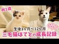 【祝1歳】三毛猫ぽてと・生後1ヶ月〜12ヶ月の成長記録まとめ