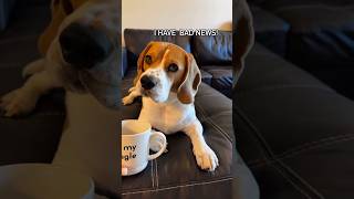 #dog #beagle #puppy #beagleboy #beagledog #pets #beaglepup #beagleworld #funny #funnyvideo