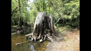 Camping and Adventuring in The Green Swamp Wilderness Preserve