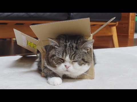 通気性抜群な箱とねこ２。-Excellent Breathable Box and Maru 2.-