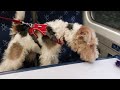 Fox terrier Nobby ignores train anouncement