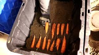 How to Garden Series 33: Storing Carrots in Sand #garden #gardening #carrot