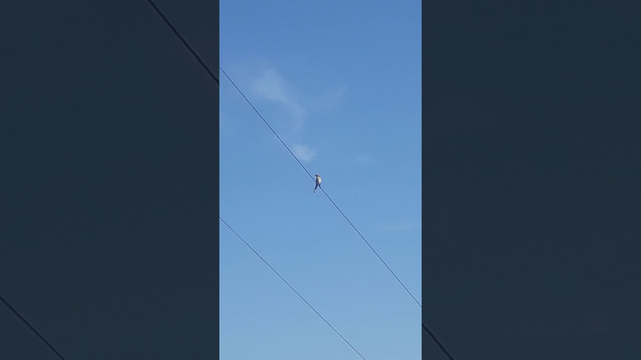 AVES DE CHILE : Tenca. Mimus thenca Chilean mockingbird vocalizando