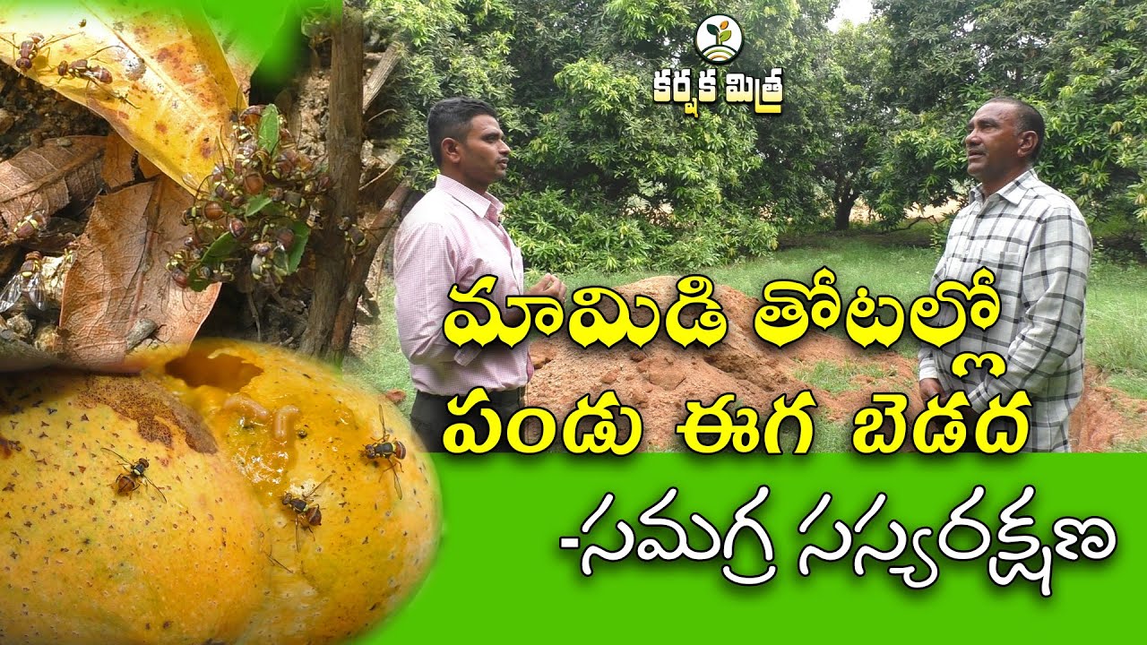 మామిడి రైతుకు పండు ఈగ కష్టం || Effective Management of Fruit flies in Mango || Karshaka Mitra