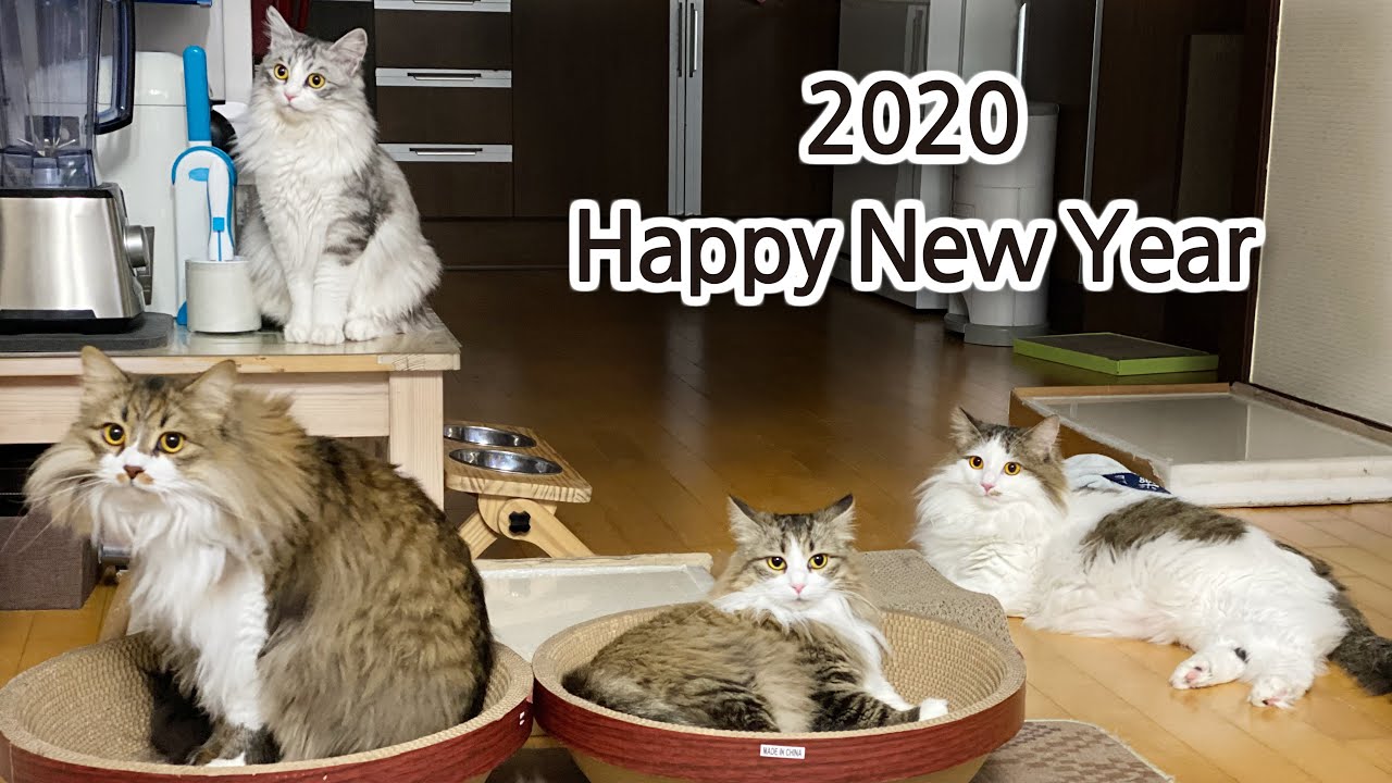 Year happy cat cats years blingee quotes kittens kitty holiday fantasy wishes created using hello animation dog goth New Year's greetings from cats 건강하고 행복한 2020 되세요~ - YouTube