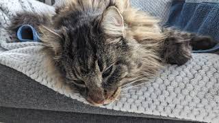 Roy's Dental Cleaning and Biopsy | Norwegian Forest Cats by Roy and Moss 1,010 views 4 months ago 53 seconds