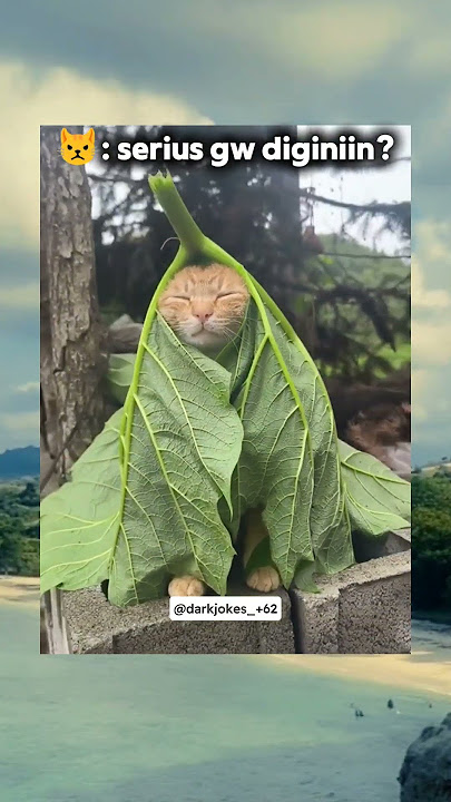 pasrah aja demi whiskas😥 #memes #memengakakkocak #cat #catvideos #funny #povs #ngakak