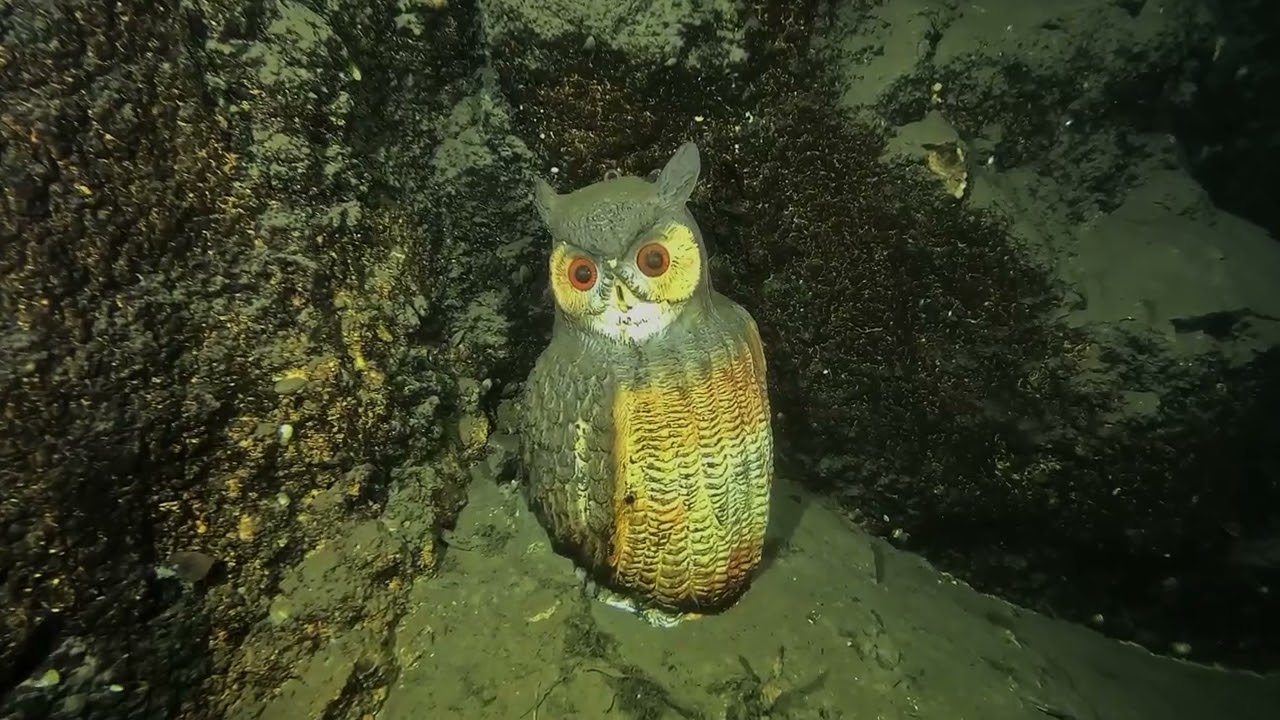 CARRIERE DE BARGES MARS 2026 EN EAU CLAIRE