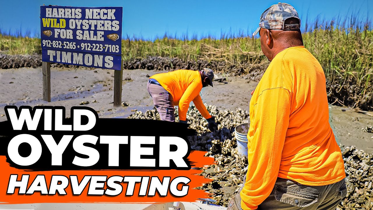Oyster picking Harris Neck harvesting wild oysters BarBour
