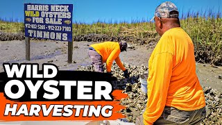 Oyster picking Harris Neck Georgia- harvesting wild oysters BarBour River