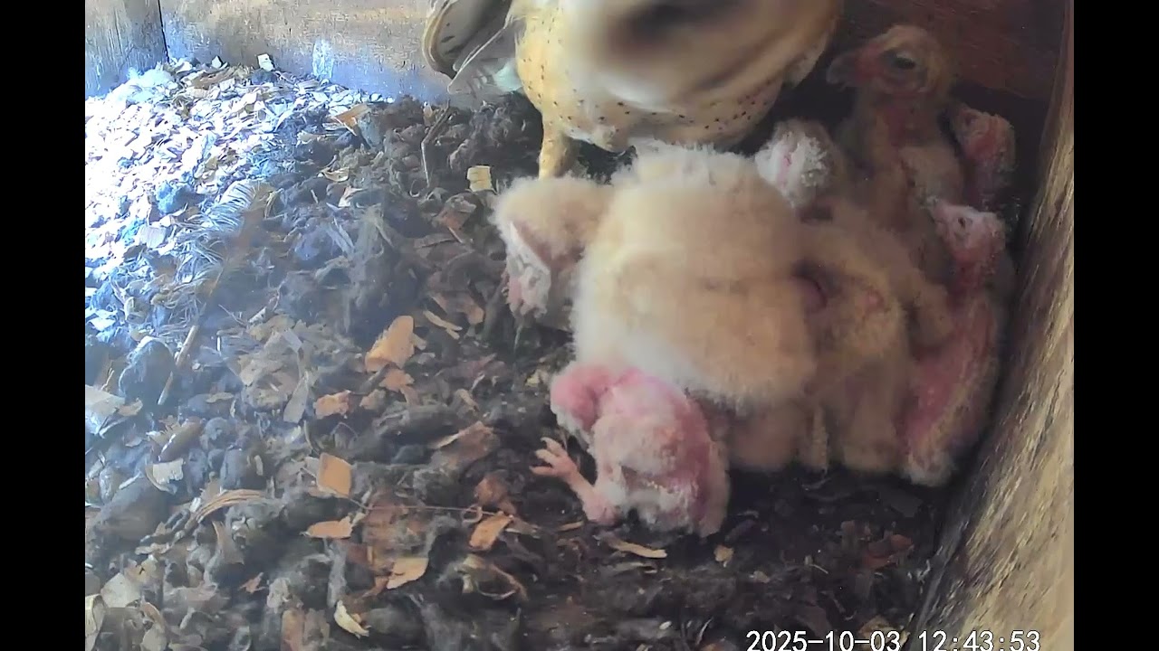 It’s tough being the littlest Barn Owlet 