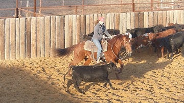 Thata Smart Cat***For info, price, etc., go to our website***ValleyViewRanch.net