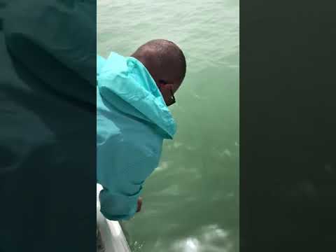 حداق الكويت ابراهيم العلي هامور