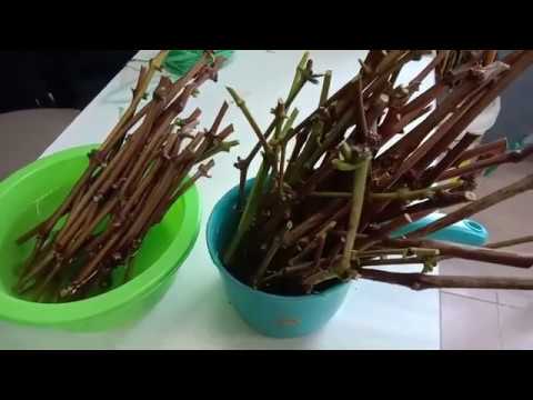 MENANAM ANGGUR DARI KERATAN BATANG [ PLANTING GRAPES VINE ...