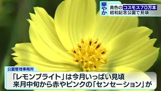 華やか！70万本のコスモスが見頃　昭和記念公園