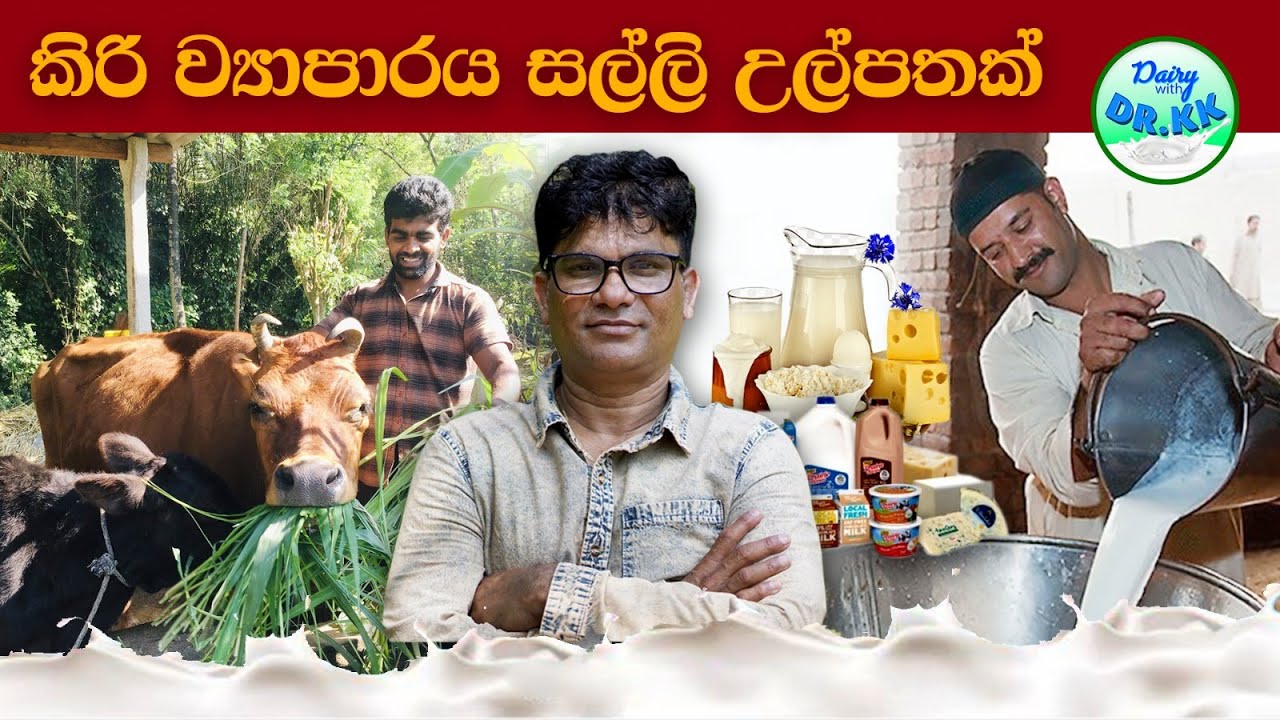 කිරි ව්‍යාපාරය  සල්ලි උල්පතක් ....
