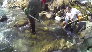 Pêche Electrique du Bon Nant à St Gervais (74)