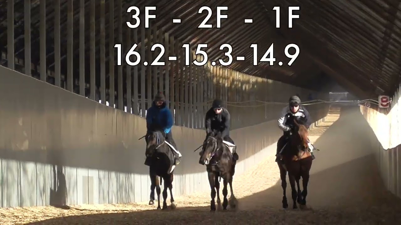 【株式会社エクワインレーシング】アモーレエテルノ24  調教 坂路 2026/2/24撮影【調教動画】