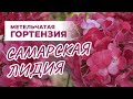 Гортензия Самарская Лидия: почему она так популярна?