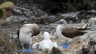 Isla Isabela (Galápagos)