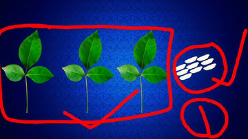 शिवलिंग पर 3 बेल पत्री और 9 चावल का दाना चढ़ाने से क्या होता है पैसे की कमी दूर | प्रदीप मिश्रा उपाय