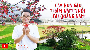 #6 Checkin CÂY HOA GẠO hàng TRĂM NĂM TUỔI đầy huyền ảo tại Quảng Nam | Chuyện Đại Lộc
